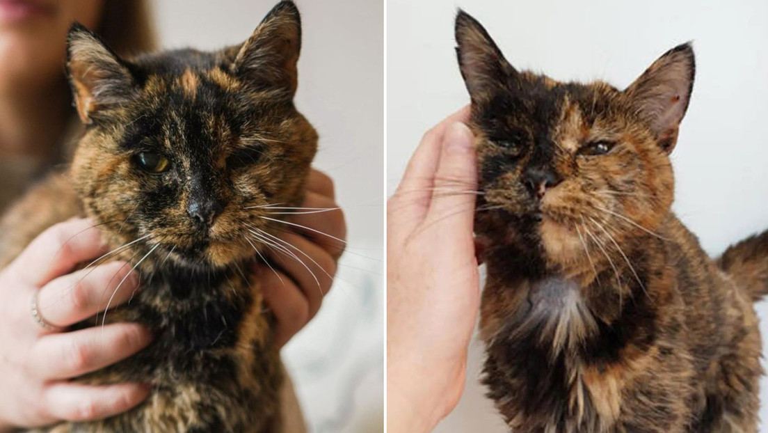 Flossie, la gata más vieja del mundo, llegó a los 30 años