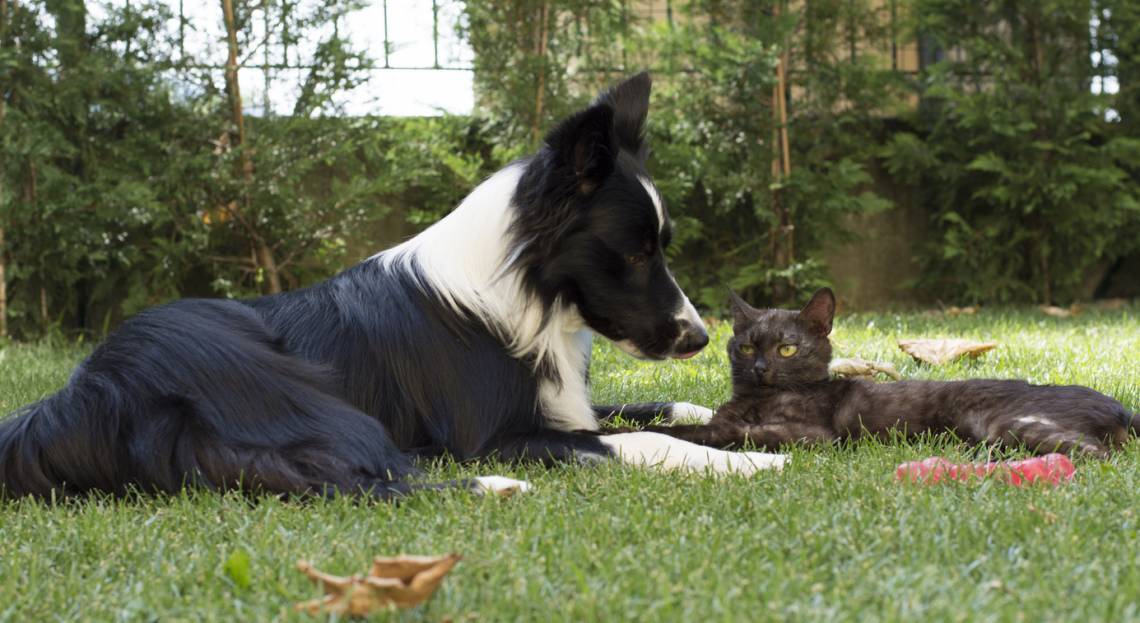 Protección Animal: días y horarios del programa para el mes de mayo