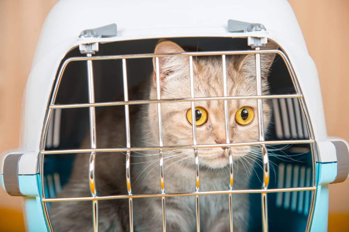 Protección Animal: ya se puede consultar el cronograma de atención para julio (Crédito: Crédito: Liukov)
