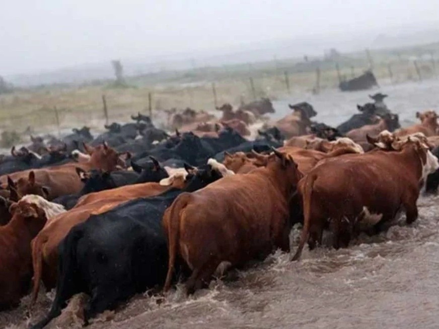Productores trasladan miles de animales por las inundaciones que afectan a distintas zonas de Uruguay.